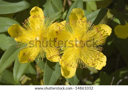 A pair of yellow St. Johns Wort flowers in summer, in the Pacific Northwest.