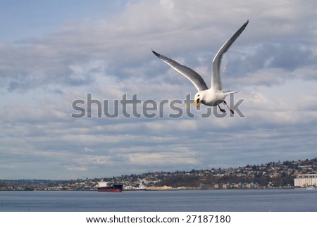 A seagull catches popcorn in mid-air, thrown to him by passengers on the ferry in the Puget Sound near Seattle, Washington.