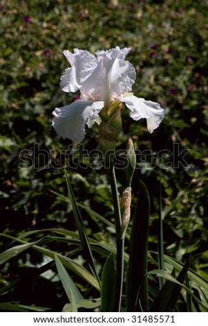 A yellow and red bearded iris (iris germanica) in a spring garden.