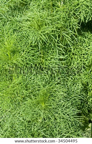 The summer leaves of the fennel herb. Fennel is renowned for its stomach-soothing qualities.