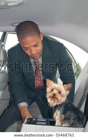 Successful young businessman straps his precious Yorkshire terrier dog into the back seat with her harness.