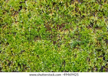 Green moss growing on a rock in the Pacific Northwest, with intricate detail.
