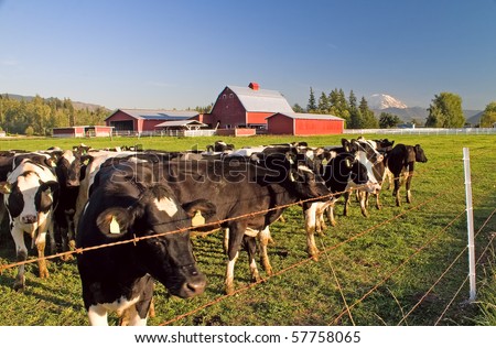 Dairy cattle behind barbed wire in the field with their red barn, with Mount Rainier in the distance, Enumclaw, Washington.
