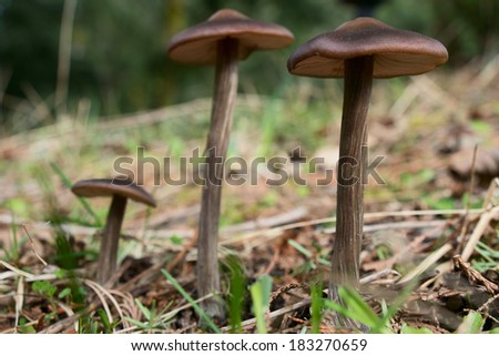 Mushrooms of the species Entoloma vernum as seen in March in the Pacific Northwest.