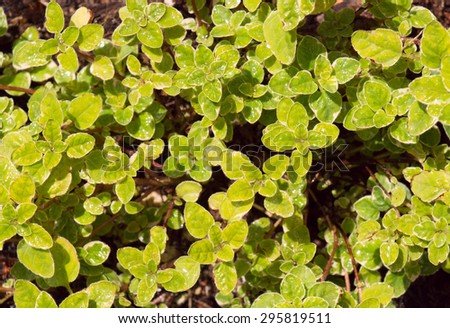 Young healthy common oregano plant, a culinary and medicinal herb.