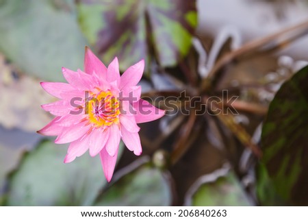blooming lotus flower on top view