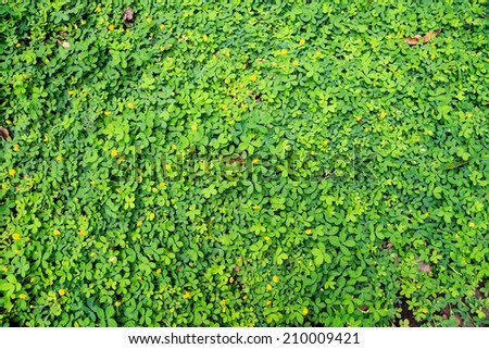 Natural green leaf wall, eco friendly background