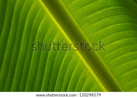 Leaf banana