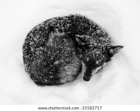 Winter frost in West Siberia. Black dog sleep on a snow. Black and white photo