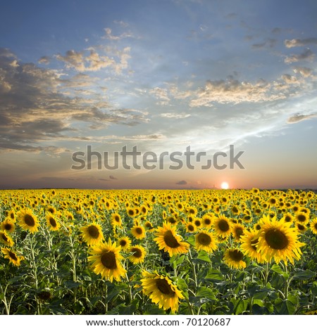 Sunset above field of the yellow sunflowers. Sky and clouds