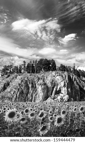 Field of a beauty sunflowers. Blue sky above rocky mountains. Black and white photo