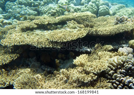 Underwater life of Red sea in Egypt. Saltwater fishes and coral reef. Beauty coral