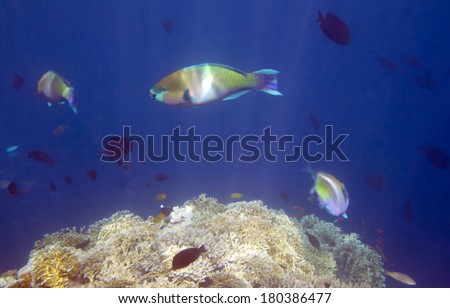 Underwater life of Red sea in Egypt. Saltwater fishes and coral reef. Parrot fish on a front plane, Scaridae Cichlid family