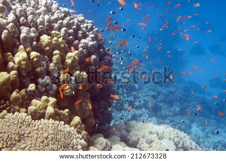 Underwater life of Red sea in Egypt. Saltwater fishes and coral reef. Fish school in blue water
