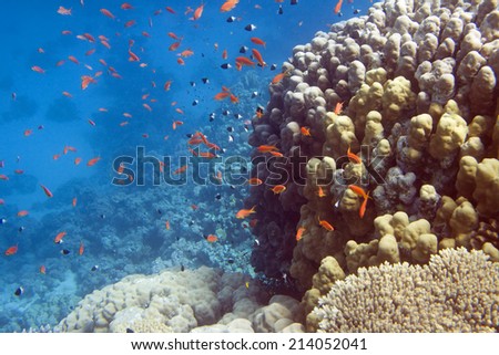 Underwater life of Red sea in Egypt. Saltwater fishes and coral reef. Fish school in blue water