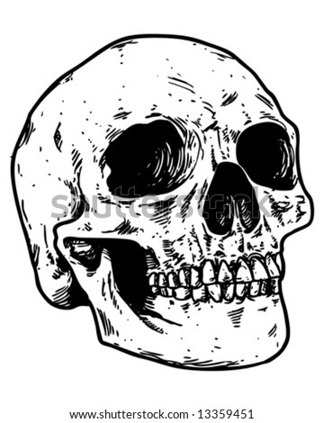 Sketched Skull Vector - 13359451 : Shutterstock