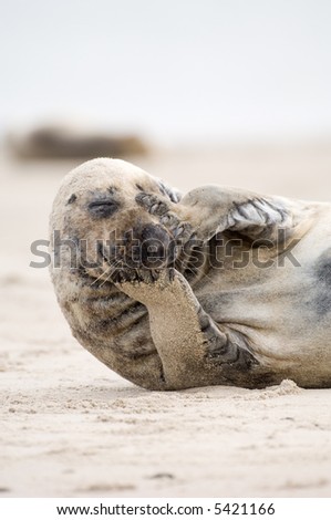 Thinking seal way. Common Seal on the beach. Helgoland, Germany.