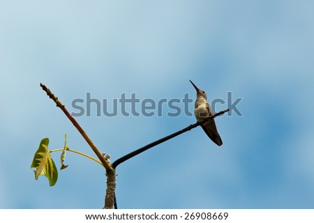 Small humming bird sitting on a branch in a tree.