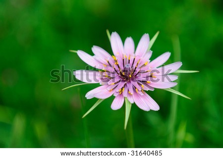 Macro shot of beautiful flower. Green background blurred due to macro lens.