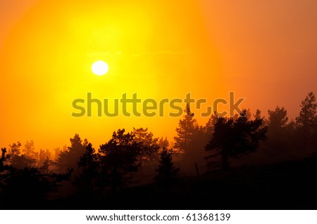 Silhouette of trees in sunset. Due to intense light background trees are lighter and coming towards the foreground trees get darker and darker. These form nice layers.
