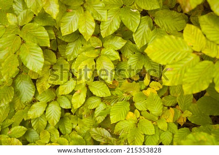 Green leaves, autumn, forest. Wild forest. background. Leaf. Leaves in September