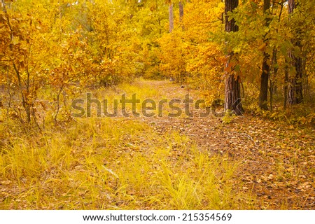 Forest in Autumn. Forest in September.Landscape: trees, leaves, leaf, ground