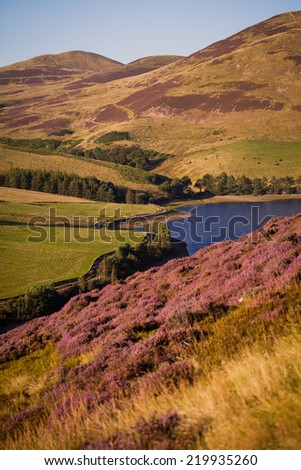 Pentland Hills. Hills in Edinburgh, Scotland. Landscape, background. Autumn in Scotland. Heathers in Scotland. September, October
