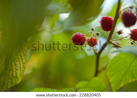 Raspberry on a bush in a garden. Summer in Scotland. Countryside. Fresh fruits. Organic food. Green leaves.