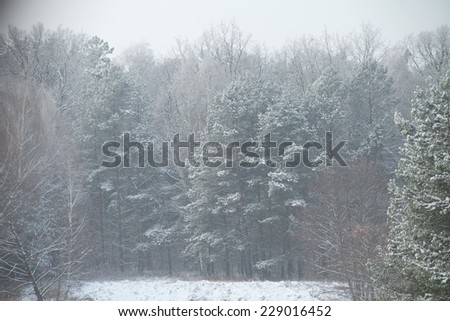 Winter landscape. Winter in forest. meadows in winter. Snow, snowing, Christmas, boxing day, Christmas break, holidays, Santa Clause. Cold winter in east Europe.