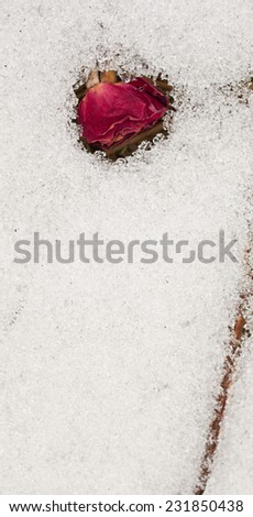 Winter postcard background glass freeze rose