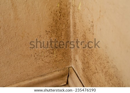 Mildew on a wall. Mould in a corner on a wallpaper. Grew in a damp places.  Damages in a flat and houses. Indemnity. - Stock Image - Everypixel