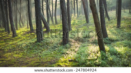Forest in June. Forest during summer.Landscape: trees, leaves, leaf, ground. Holidays, relax, sun.