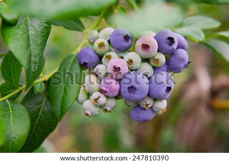 Blueberry twig, blueberry bush in a garden during summer time.Green leaves.  Macro perspective, background. Fresh fruits. Nobody.