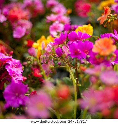Colorful flowers growing in a garden. Flowers, florist, summer. Pink buds. Summer in a garden. Nature, gardening, nobody, macro perspective, bush. Green leaves. Daisies.