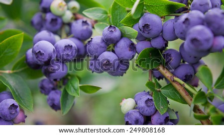 Blueberry twig, blueberry bush in a garden in summer time. Macro perspective, background. Fresh fruits.