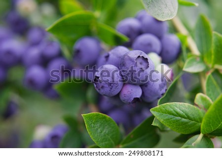 Blueberry twig, blueberry bush in a garden in summer time. Macro perspective, background. Fresh fruits.