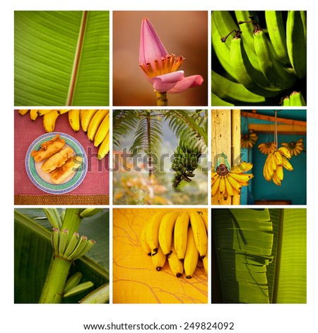Banana leaves, stem and flowers, exotic flowers, bananas on mosaic of exotic places. Fresh banana, fried banana, Indonesia. Postcard from holidays. Summer. Nobody.