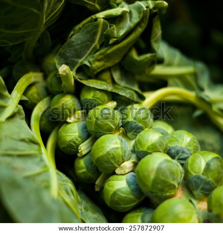 Brussels sprouts on a bush in a garden. Vegetables, fresh healthy food. Macro perspective, nobody. Garden, gardening, rising vegetables.