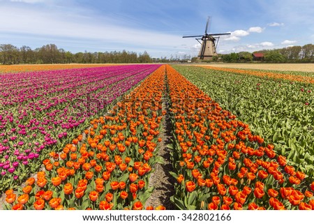 Beautiful spring tulip bulbs farm at Keukenhof and Lisse Dutch city, one of the famous tourist spot of Netherlands