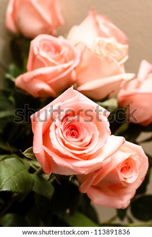 Six nice pink roses in detail.