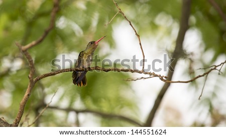Small cute Hummingbird branching  with on a brown branch with cortex, blured natural background. Wild animal, bird. Wildlife. Flower. Green environment. Wings and peak detail, nobody. Male of female.