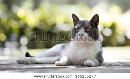 Cat laying on the floor outside in the park, garden, looking at the camera, resting. Adult male feline.