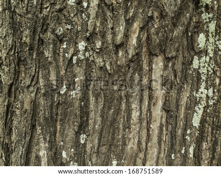 Brown cortex of melia azedarach, a tree in Argentina. Nobody. Texture. Bark.
