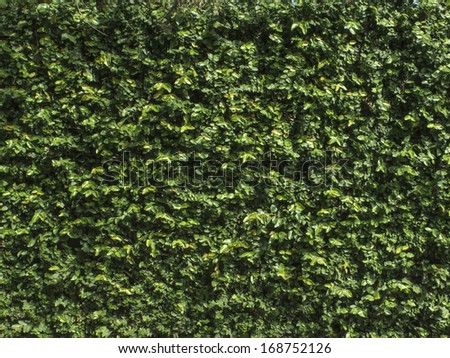 Creeping plant, ficus pumila. covers the walls, giving protection and texture to concrete walls. Nobody.
