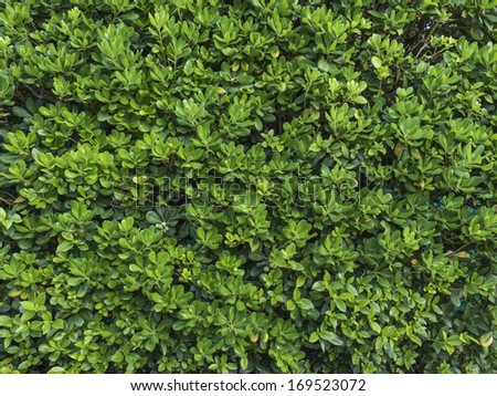 Shrub on the limits of the garden, texture, nobody. Landscape design.