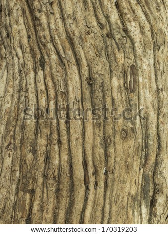 Brown tree cortex forming a strange stripped texture and back. Nobody. Myceugenia excucca. Patagua.