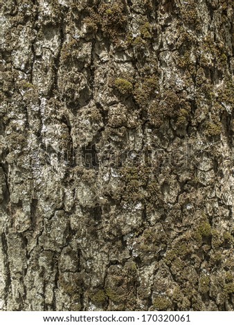 Nothofagus tree cortex, bark, with moss. Texture. Nobody