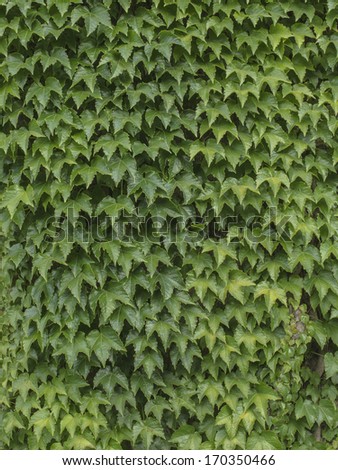 Creeper plant that acts as boundary on gardens and decorates houses walls. Texture. Nobody.