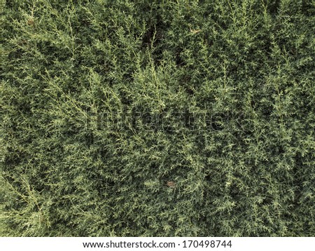 Conifer plant texture that acts like a boundary on houses. Nobody.