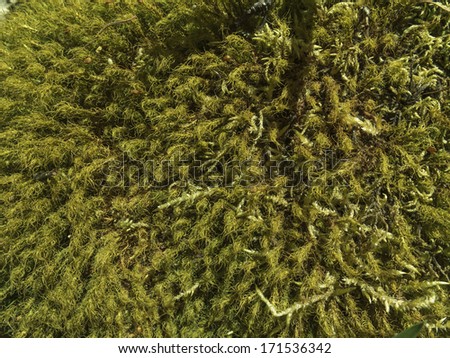 Close-up of moss, texture of a plant on top of tree bark, cortex. Nobody.